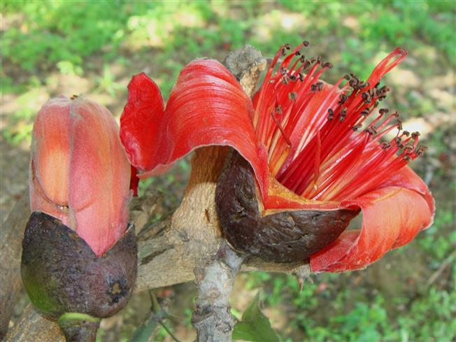 Bombax ceiba